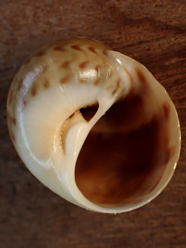 Natica marochiensis observed 2026-09-03