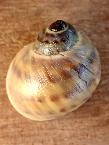 Natica marochiensis observed 2026-09-03