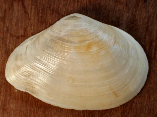 Austromacoma constricta observed 2026-09-03
