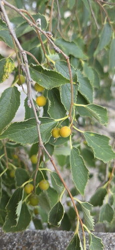 Nettle tree