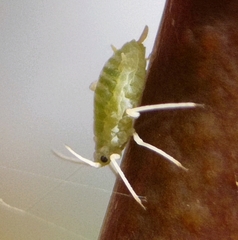 Longicaudus trirhodus