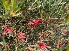 Grevillea pinaster