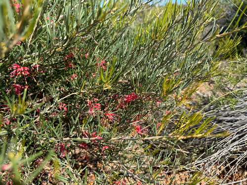 Grevillea pinaster, photograph 1