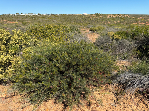 Grevillea pinaster, photograph 2