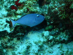 Xanthichthys ringens