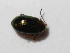 Crepidodera aurata