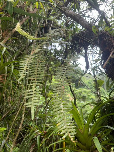 thickleaf scaly polypody