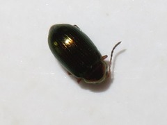 Crepidodera aurata