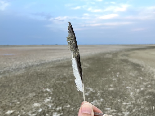 Plume de Sterne naine