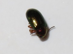 Crepidodera aurata