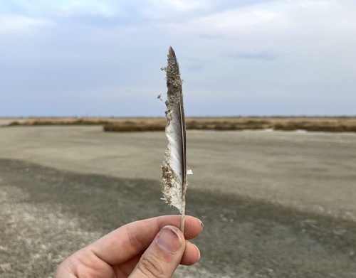 Plume de Sterne naine