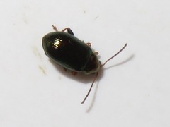Crepidodera aurata