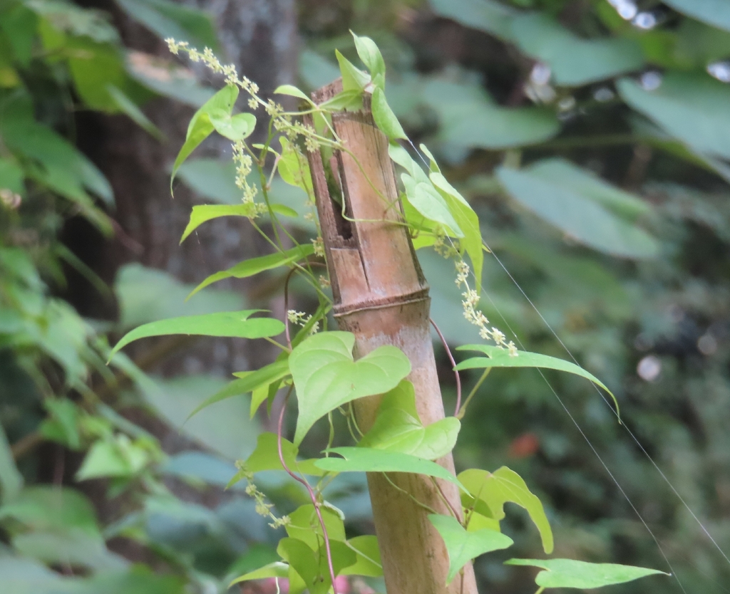 Dioscorea tokoro; photograph (c) mami_t_t, some rights reserved (CC BY)