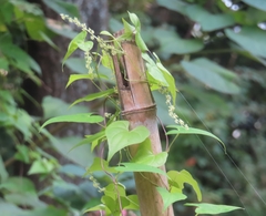 Dioscorea tokoro