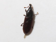 Cossonus linearis