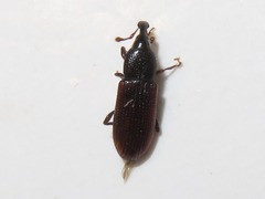 Cossonus linearis