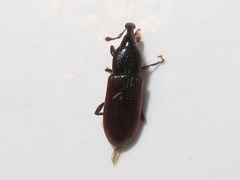 Cossonus linearis
