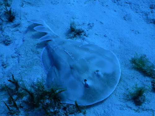 Caribbean Electric Ray (Narcine bancroftii), a species recorded in Alabama
