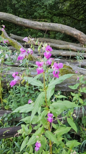 Himalayan balsam
