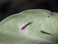 Gigantothrips elegans