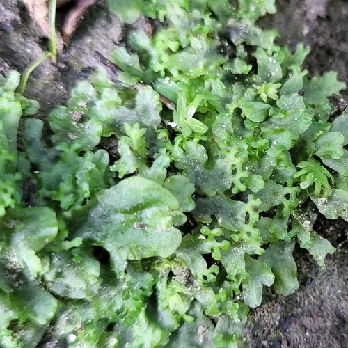 Endive Pellia