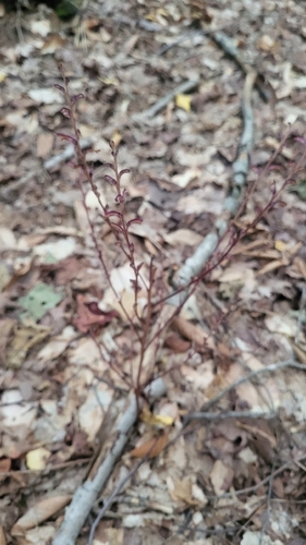 Beechdrops