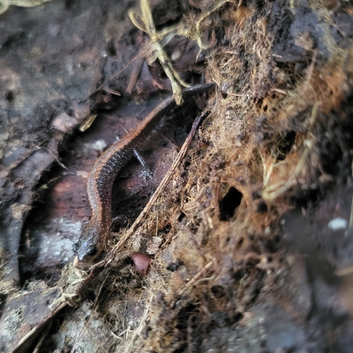 Eastern Red-backed Salamander