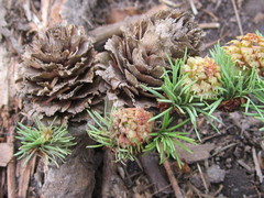 Larix kaempferi