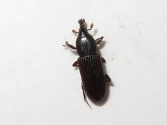 Cossonus linearis