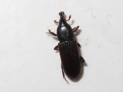 Cossonus linearis