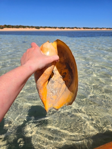 Melo amphora, 2026-09-03