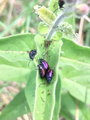 Freudeita cupripennis