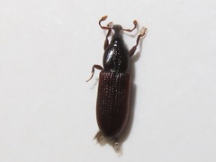 Cossonus linearis
