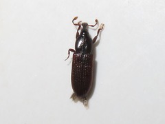 Cossonus linearis
