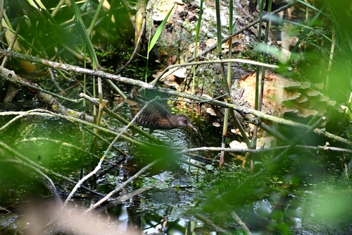 Râle d'eau, jeune