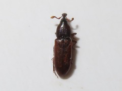 Cossonus linearis