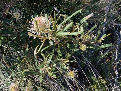 Grevillea commutata, photograph 1