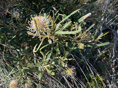 Grevillea commutata, photograph (c) smathichong, some rights reserved (CC BY)