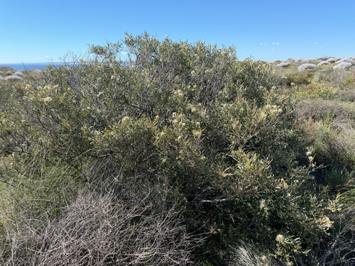 Grevillea commutata, photograph 3