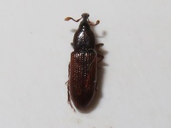 Cossonus linearis