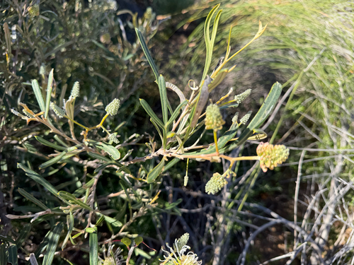 Grevillea commutata, photograph 2