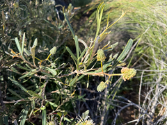 Grevillea commutata, photograph (c) smathichong, some rights reserved (CC BY)