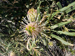 Grevillea commutata