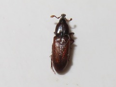 Cossonus linearis
