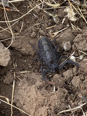 Hottentotta judaicus