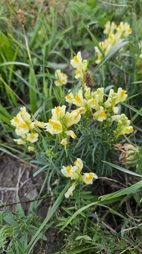 common toadflax