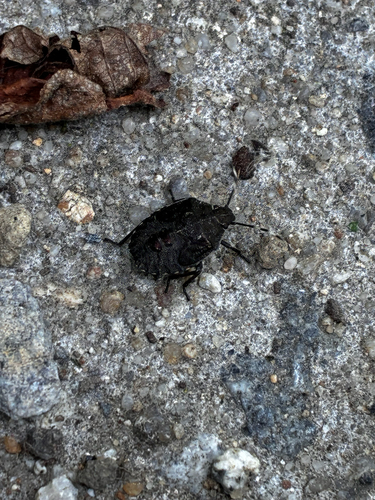 Mottled Stink Bug