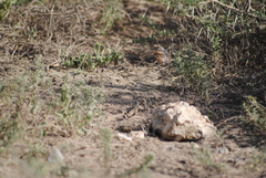 Latastia longicaudata