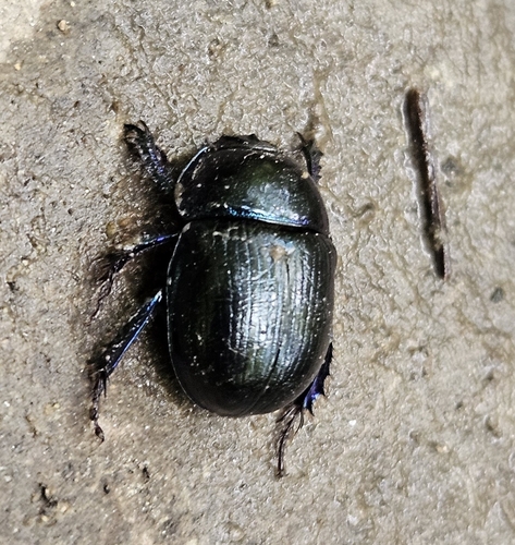 Woodland Dor Beetle