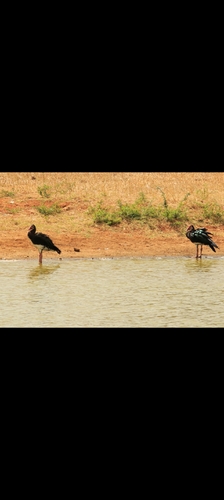 iNaturalist image